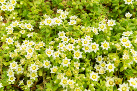 Saint Gallen, Switzerland, August 17, 2024 Sempervivella Alba plant at the botanical gardenの写真素材