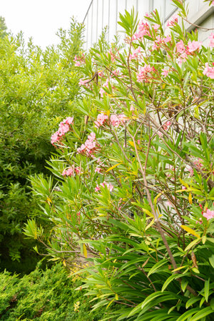 Saint Gallen, Switzerland, August 17, 2024 Nerium Oleander or rosebay plant at the botanical garden