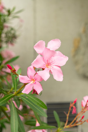 Saint Gallen, Switzerland, August 17, 2024 Nerium Oleander or rosebay plant at the botanical garden