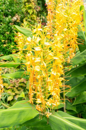 Saint Gallen, Switzerland, August 17, 2024 Hedychium Gardnerianum or Kahili ginger plant at the botanical gardenの写真素材