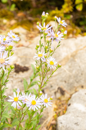 Saint Gallen, Switzerland, August 17, 2024 Aster Amellus or european Michaelmas daisy plant at the botanical gardenの写真素材