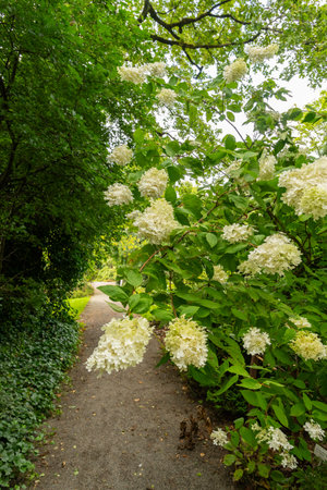 Saint Gallen, Switzerland, August 17, 2024 Hydrangea Paniculata or panickled hydrangea plant at the...