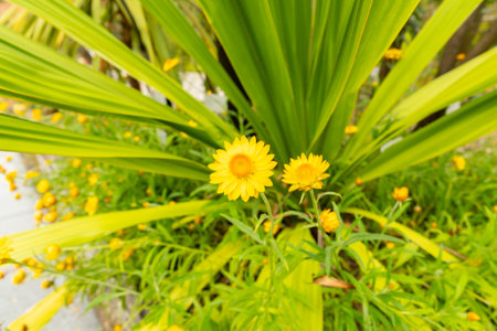 Saint Gallen, Switzerland, August 17, 2024 Xerochrysum Bracteatum or golden everlasting plant at the...