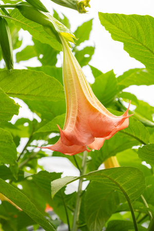 Saint Gallen, Switzerland, August 17, 2024 Datura Suaveolens or angels tears plant at the botanical gardenの写真素材