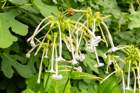 Saint Gallen, Switzerland, August 17, 2024 Nicotiana Alata or jasmine tobacco plant at the botanical gardenの写真素材