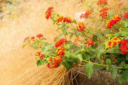Saint Gallen, Switzerland, August 17, 2024 Lantana Camara plant at the botanical gardenの写真素材