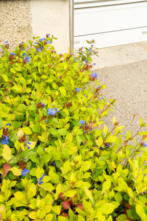 Saint Gallen, Switzerland, August 17, 2024 Ceratostigma Plumbaginoides or hardy blue flowered leadwort plant at the botanical gardenの写真素材