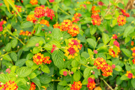 Saint Gallen, Switzerland, August 17, 2024 Lantana Camara plant at the botanical gardenの写真素材