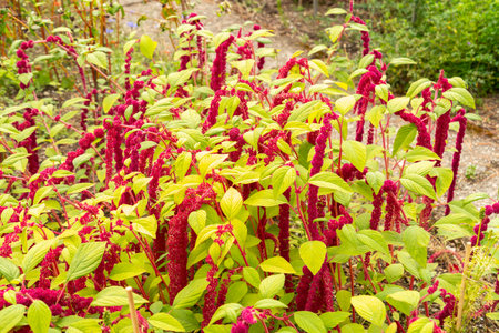 Saint Gallen, Switzerland, August 17, 2024 Amaranthus Caudatus or foxtail amaranth plant at the botanical gardenの写真素材