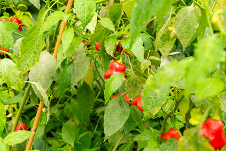 Saint Gallen, Switzerland, August 17, 2024 Capsicum Baccatum plant at the botanical garden