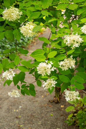 Saint Gallen, Switzerland, August 17, 2024 Hydrangea Paniculata or panickled hydrangea plant at the...