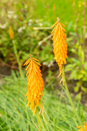 Saint Gallen, Switzerland, August 17, 2024 Kniphofia Uvaria or tritomea plant at the botanical gardenの写真素材