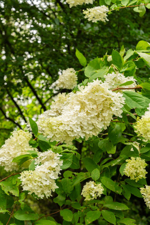 Saint Gallen, Switzerland, August 17, 2024 Hydrangea Paniculata or panickled hydrangea plant at the...