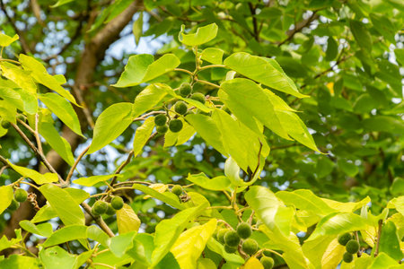 Saint Gallen, Switzerland, August 17, 2024 Broussonetia Papyrifera or paper mulberry plant at the...