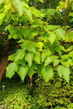 Saint Gallen, Switzerland, August 17, 2024 Broussonetia Papyrifera or paper mulberry plant at the...