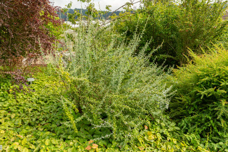 Saint Gallen, Switzerland, August 17, 2024 Berberis Dictyophylla or netleaf barberry plant at the...