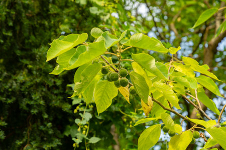 Saint Gallen, Switzerland, August 17, 2024 Broussonetia Papyrifera or paper mulberry plant at the botanical gardenの写真素材