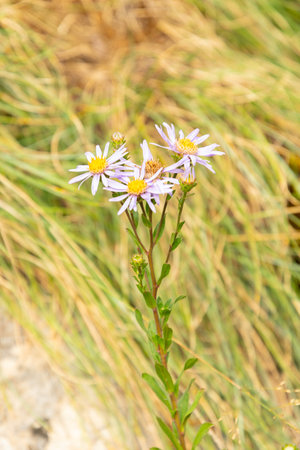 Saint Gallen, Switzerland, August 17, 2024 Aster Amellus or european Michaelmas daisy plant at the...