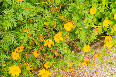 Saint Gallen, Switzerland, August 17, 2024 Cosmos Sulphureus or yellow cosmos plant at the botanical gardenの写真素材