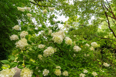 Saint Gallen, Switzerland, August 17, 2024 Hydrangea Paniculata or panickled hydrangea plant at the...