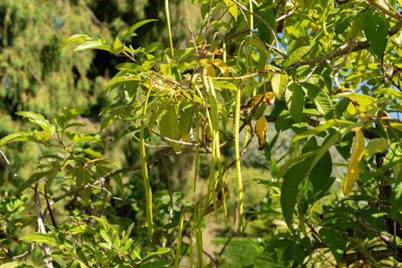 Saint Gallen, Switzerland, September 7, 2024 Tecoma Stans or yellow trumpet bush plant at the...