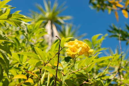 Saint Gallen, Switzerland, September 7, 2024 Tecoma Stans or yellow trumpet bush plant at the...