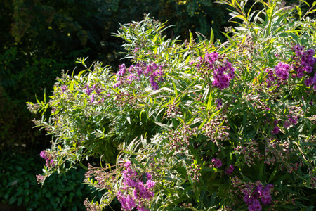 Saint Gallen, Switzerland, September 7, 2024 Vernonia Gigantea or giant ironweed plant at the...