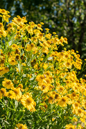 Saint Gallen, Switzerland, September 7, 2024 Helenium Hybrid plant at the botanical garden