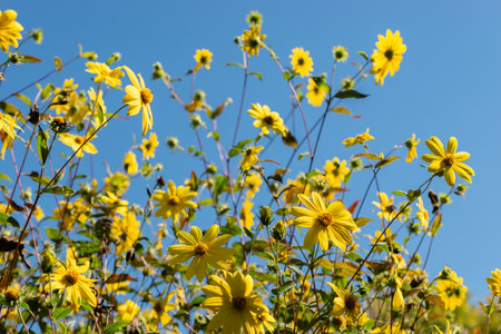 Saint Gallen, Switzerland, September 7, 2024 Helianthus Microcephalus or woodland sunflower at the...