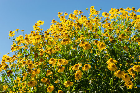Saint Gallen, Switzerland, September 7, 2024 Helenium Hybrid plant at the botanical garden