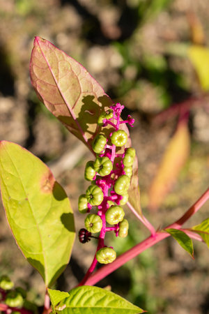 Saint Gallen, Switzerland, September 7, 2024 Phytolacca Americana or poke sallet plant at the botanical gardenの写真素材