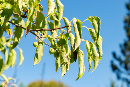 Saint Gallen, Switzerland, September 7, 2024 Actinidia Arguta or hardy kiwi plant at the botanical...