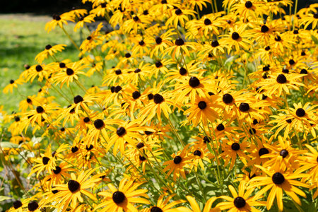 Saint Gallen, Switzerland, September 7, 2024 Rudbeckia Fulgida Speciosa or orange coneflower plant...