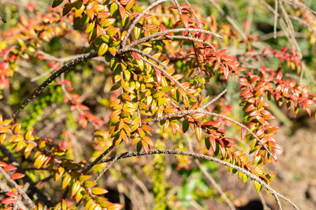 Saint Gallen, Switzerland, September 7, 2024 Agapetes Serpens plant at the botanical garden
