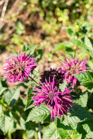 Saint Gallen, Switzerland, September 7, 2024 Monarda Didyma or crimson beebalm plant at the botanical gardenの写真素材