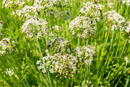 Saint Gallen, Switzerland, September 7, 2024 Allium Tuberosum or oriental garlic plant at the botanical gardenの写真素材