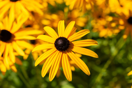 Saint Gallen, Switzerland, September 7, 2024 Rudbeckia Fulgida Speciosa or orange coneflower plant...