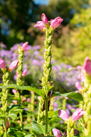 Saint Gallen, Switzerland, September 7, 2024 Chelone Obliqua or red turtlehead plant at the botanical gardenの写真素材