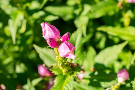 Saint Gallen, Switzerland, September 7, 2024 Chelone Obliqua or red turtlehead plant at the botanical gardenの写真素材