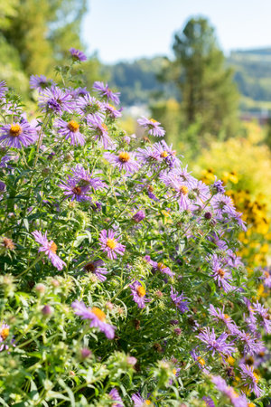 Saint Gallen, Switzerland, September 7, 2024 Aster Novae Angliae plant at the botanical gardenの写真素材