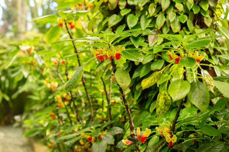 Saint Gallen, Switzerland, September 7, 2024 Impatiens Niamniamensis or congo cockatoo plant at the botanical gardenの写真素材