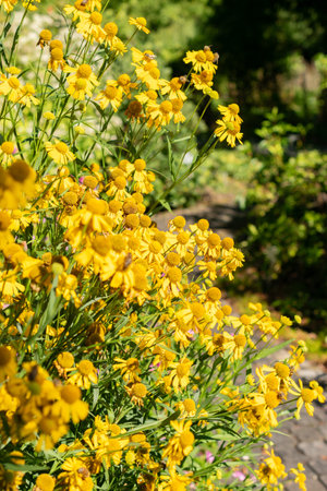 Saint Gallen, Switzerland, September 7, 2024 Helenium Autumnale or common sneezeweed plant at the...