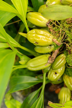 Saint Gallen, Switzerland, September 7, 2024 Coelogyne Stricta plant at the botanical gardenの写真素材