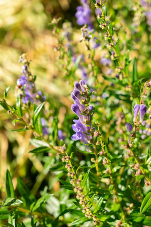 Saint Gallen, Switzerland, September 7, 2024 Scutellaria Baicalensis or baikal scullcap plant at the botanical gardenの写真素材