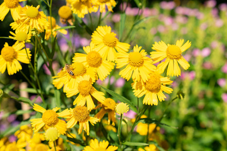 Saint Gallen, Switzerland, September 7, 2024 Helenium Autumnale or common sneezeweed plant at the...