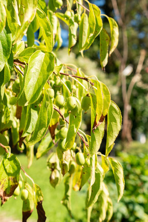 Saint Gallen, Switzerland, September 7, 2024 Actinidia Arguta or hardy kiwi plant at the botanical...