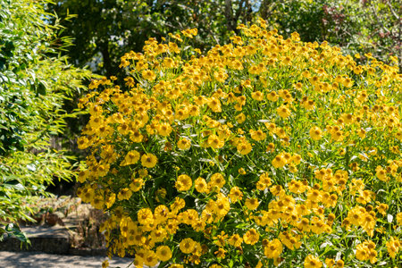 Saint Gallen, Switzerland, September 7, 2024 Helenium Hybrid plant at the botanical garden