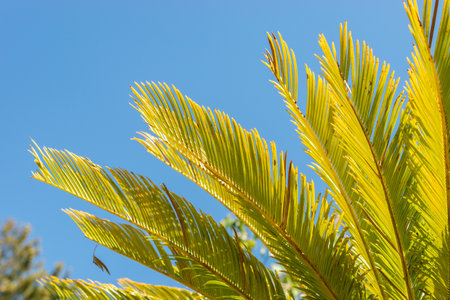 Saint Gallen, Switzerland, September 7, 2024 Cycas Revoluta or sago palm tree at the botanical gardenの写真素材