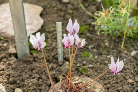 Saint Gallen, Switzerland, September 7, 2024 Cyclamen Graecum or greek cyclamen plant at the botanical gardenの写真素材