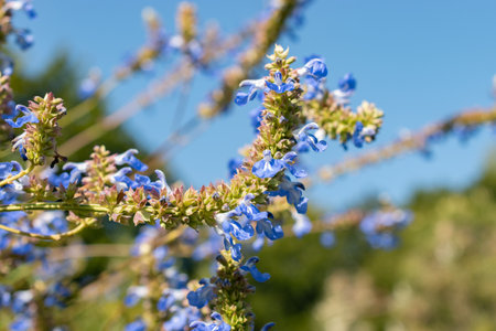Zurich, Switzerland, September 21, 2024 Salvia Uliginosa or bog sage plant at the botanical garden